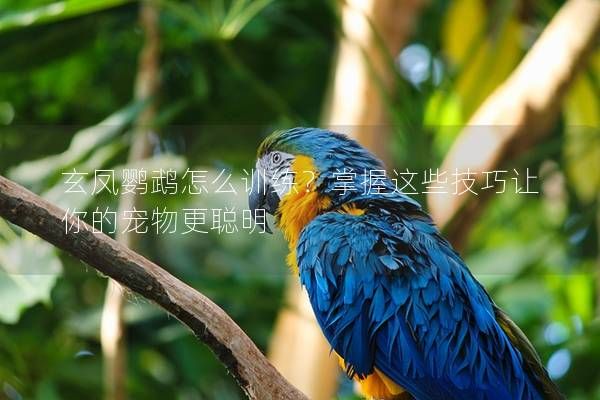 玄凤鹦鹉怎么训练？掌握这些技巧让你的宠物更聪明