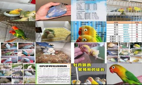 牡丹鹦鹉繁殖温度