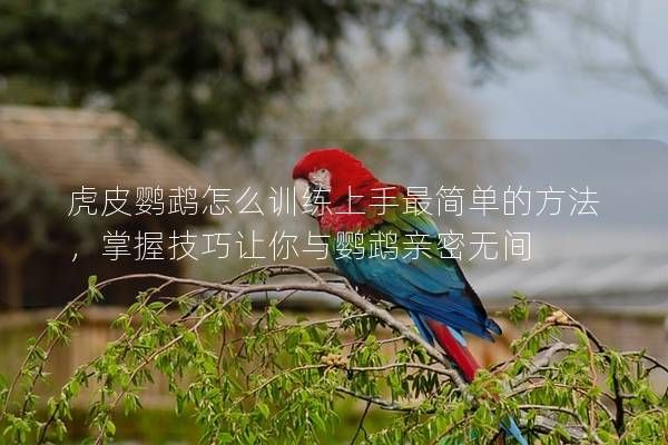 虎皮鹦鹉怎么训练上手最简单的方法，掌握技巧让你与鹦鹉亲密无间