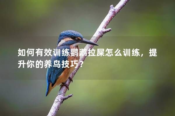 如何有效训练鹦鹉拉屎怎么训练，提升你的养鸟技巧？