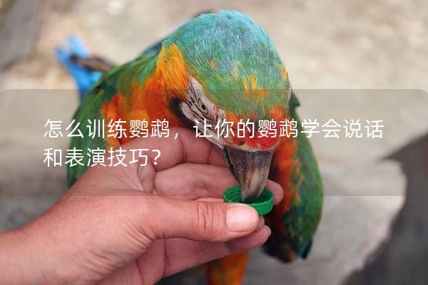 怎么训练鹦鹉，让你的鹦鹉学会说话和表演技巧？