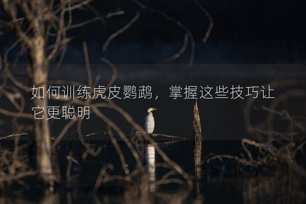 如何训练虎皮鹦鹉，掌握这些技巧让它更聪明