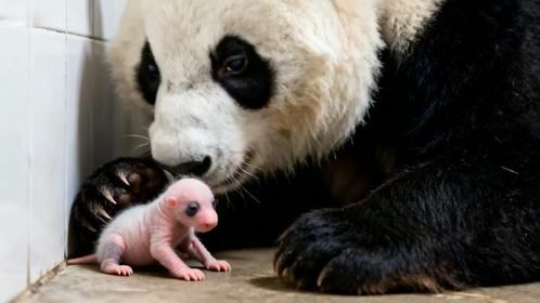 大熊猫第一次见到宝宝，初为熊母茫然无措，接下来憋住别笑