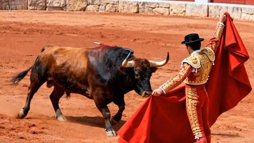 斗牛场一幕！公牛拒当玩物撞墙，以死主宰自己的牛生