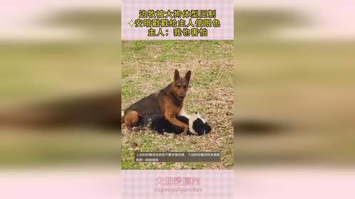 边牧被大狗体型压制，安暗戳戳给主人使眼色，主人：我也害怕！