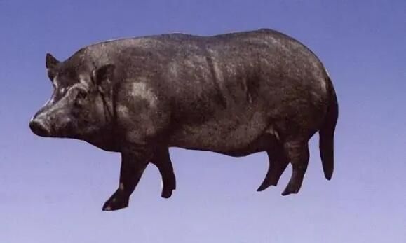 原来小耳猪长这样，涨知识了！