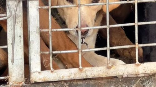 狂躁狗变老实！吓得全身抖动，进了狗肉车，一切都太晚了