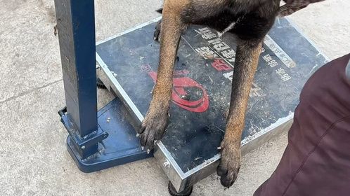 天冷吃狗肉多价格猛涨，主人为多卖钱赶紧养五年狗卖肉车，狗吓坏