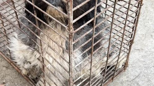 可怜的流浪狗！最后一次相信人，竟被卖肉车，生命到此终结