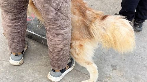 狗粮太贵！宠物狗按斤卖肉车，主人直言伺候祖宗一样，卖了省心