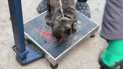 宠物狗咬人打狗棍教训无效，主人一气之下卖肉车，送它去该去地方