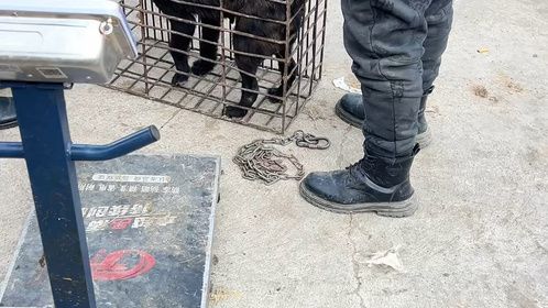 孩子哭着求情！不让卖陪他长大狗，大狗被强硬拉扯，塞进肉笼
