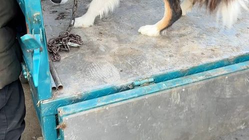 边牧有护食龇牙毛病，怕伤孩子主人提前卖肉车，狗吓得得瞬间安静