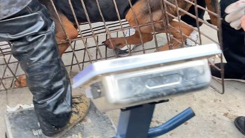 狗挣扎无用！被主人无情塞进狗肉笼，主人拿钱后却高兴得合不拢嘴