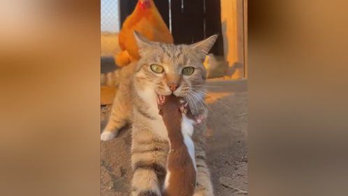 黄鼠狼打地洞偷鸡蛋，还是被猫猫发现了