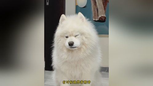 一只困成狗的萨摩耶，每天跟着主人早起，困得眼睛都睁不开