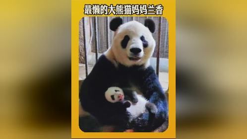 大熊猫兰香懒洋洋，惹人关注的国宝生活！