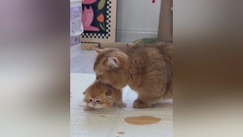 怎么办，叼不动呀～