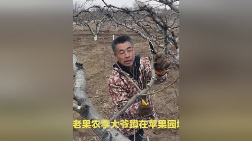 烟台老果农的教训：冬至前剪枝为何导致花序减少40%？