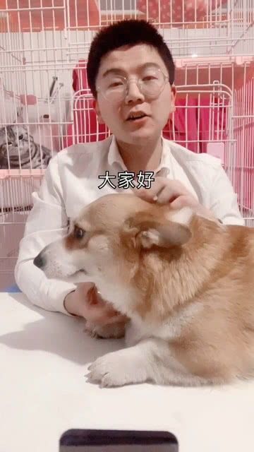 宠物狗毛发变黄色怎么办