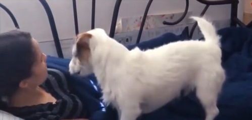 宠物狗变土狗会怎么样吗