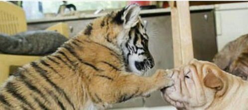 宠物狗变老虎怎么办啊