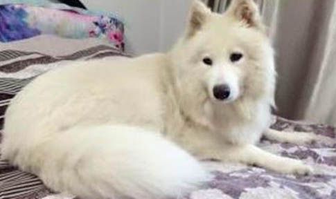 萨摩耶犬的日常护理知识