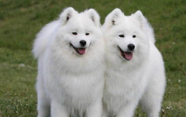 萨摩耶犬的日常护理知识