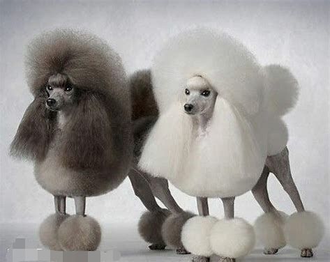 石家庄宠物美容培训