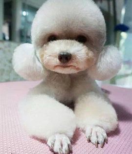 宠物美容师学校