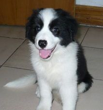 “边牧幼犬，营养食谱大公开！”