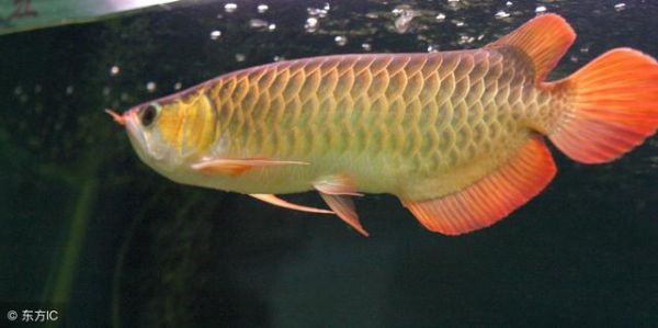 聊聊龙鱼繁殖 情况