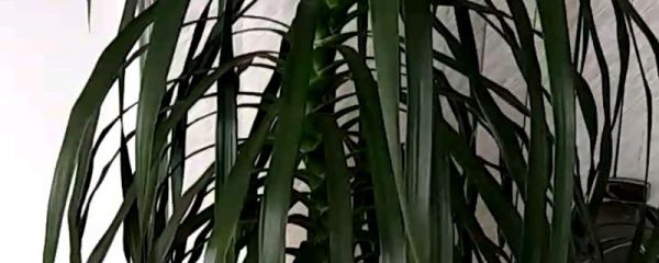 龙血树的养殖要点，如何繁殖