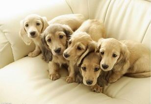 不同年龄段的宠物猫狗，都应进行哪些体检项目呢？