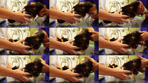 宠物健康检查。关心的兽医检查并安抚一只猫。