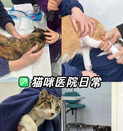 宠物体检的重要性与内容（宠物体检）