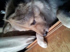 狗狗颈椎病确诊：X光检查，观察症状。