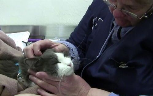 猫咪骨龄体检需要多久？过程复杂吗？