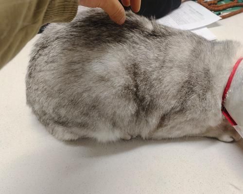 宠物医生体检6大必查，宠物健康把关（详解宠物体检的6项关键指标，提前预防疾病风险）