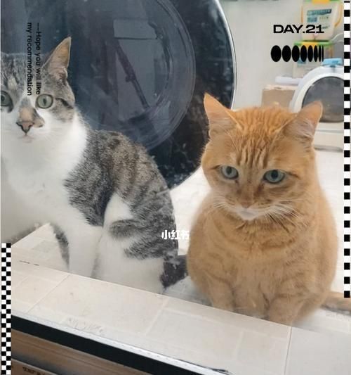 从宝宝到宠物（以宠物为主的养育指南）