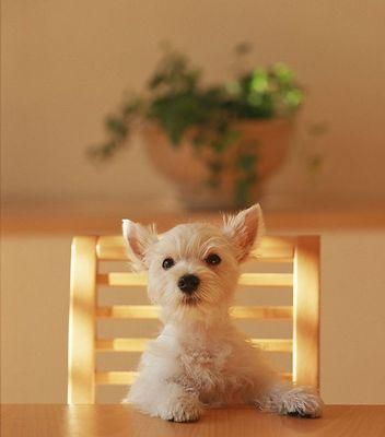 从宝宝到宠物（以宠物为主的养育指南）