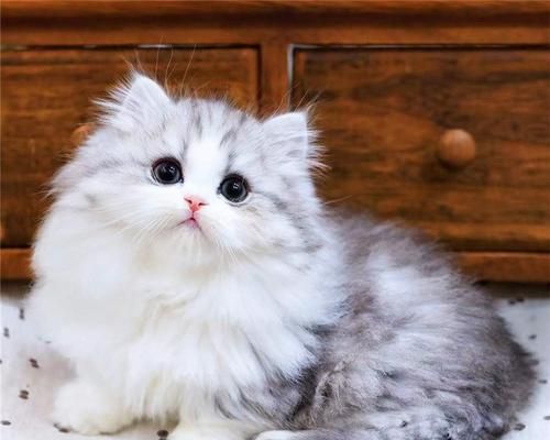 从宝宝到宠物（以宠物为主的养育指南）