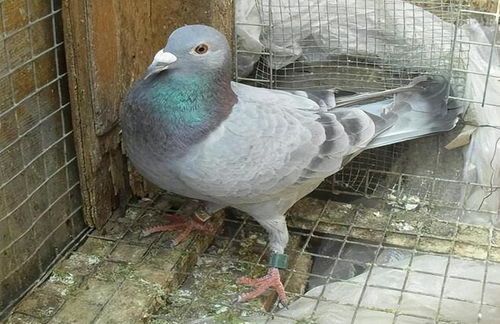 揭秘：宠物鸟拉稀的常见原因及应对策略！