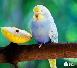 揭秘：宠物鸟拉稀的常见原因及应对策略！