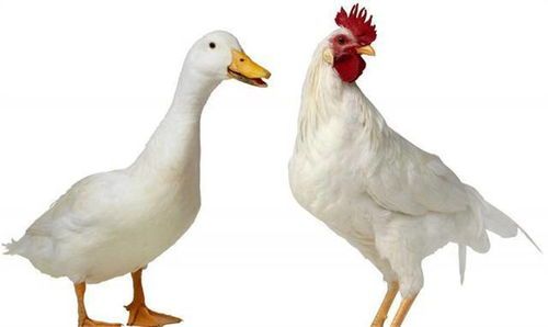 揭秘：宠物鸟拉稀的常见原因及应对策略！