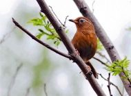 观赏鸟越冬需要做哪些准备