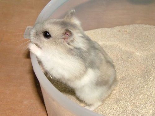 仓鼠繁殖速度这么快，如何科学管理它们作为宠物呢？