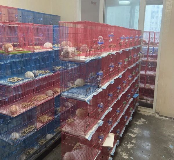 在居民区里饲养大量仓鼠?多部门联合整治!