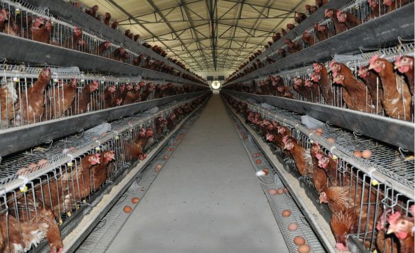 青州金枝温室工程有限公司