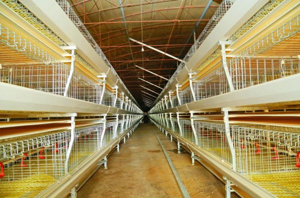 今年,鸡舍重新进行了改造,原来是地面平养,现在是立体式养殖,规模大了